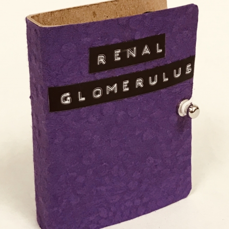 Renal Glomerulus